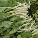 Xueying F1 Choy Sum Seeds, 10g