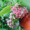 Hoya pubicalyx 'Pink Dragon', 5 Cuttings