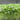 Broccoli Sprouting Seeds, 50g