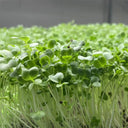 Broccoli Sprouting Seeds, 50g