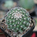 Mammillaria tayloriorum, 3-4cm