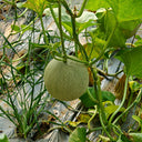 Dumi 101 Muskmelon Seeds, 500 Seeds