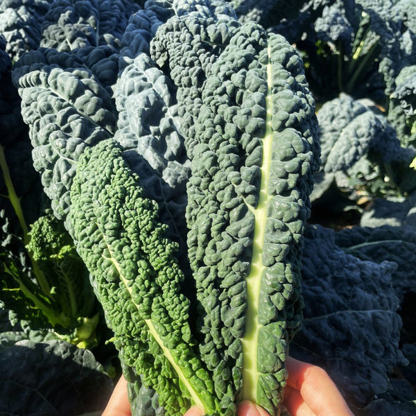 Dinosaur Kale, 100 Seeds