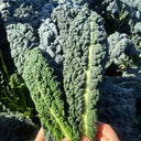 Dinosaur Kale, 100 Seeds