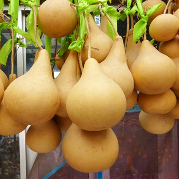 Dipper Gourd, 15 Seeds