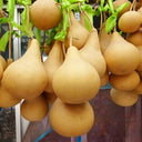 Dipper Gourd, 15 Seeds