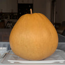 Extra Large Bottle Gourd, 5 Seeds