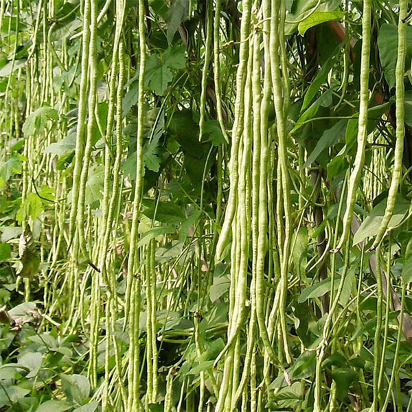 Yardlong Bean Seeds, 10g Per Bag