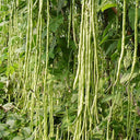 Yardlong Bean Seeds, 10g Per Bag