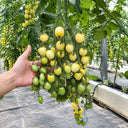 W1310 Yueluxiang F1 White Cherry Tomato, 5 Seeds
