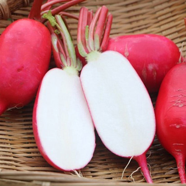 'Guanhong No.3' Radish Seeds, 20g