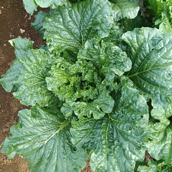 'Cuiqing 55' Qingmaye Chinese Cabbage Seeds, 4g