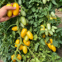 W1363 Sweet Yellow Mango Tomato, 100 Seeds