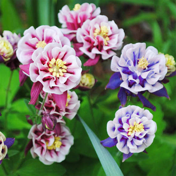 Hezhichun Aquilegia 'Crown Jewels Mixed' Seeds, 1g