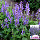 Hezhichun Blue Sage Seeds, 1g