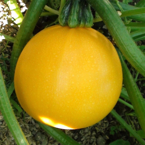Yellow Pearl Zucchini Seeds