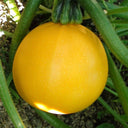 Yellow Pearl Zucchini Seeds