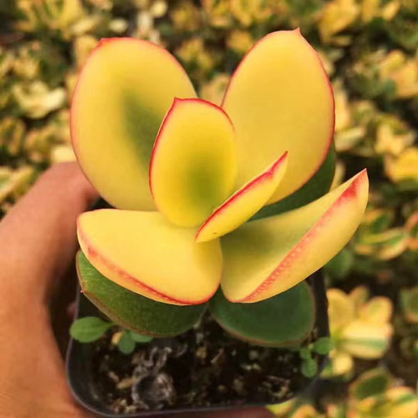 Crassula Ovata Variegated 6.0, 1pc x 1-head