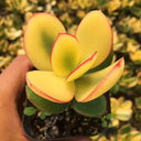 Crassula Ovata Variegated 6.0, 1pc x 1-head