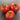 573 Micro Totem Tomato, 5 Seeds