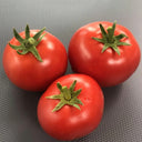 573 Micro Totem Tomato, 5 Seeds