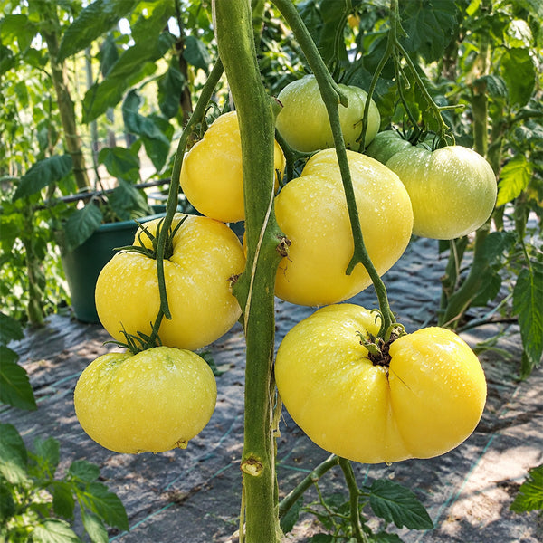 166 Perle de Lait Tomato, 5 Seeds