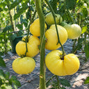166 Perle de Lait Tomato, 5 Seeds