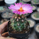 Thelocactus bicolor, 3-4cm