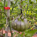 Blue Pear Tomato, 10 Seeds