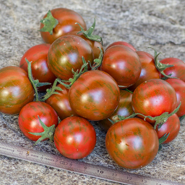 'Mini Shadow Stripe' Tomato Seeds, 3 Seeds