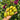 527 Green Ripper Tomato, 5 Seeds