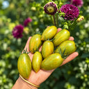 527 Green Ripper Tomato, 5 Seeds