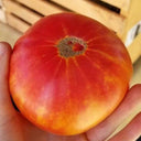 Northern Lights Tomato Seeds, 5 Seeds