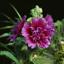 Lilac Rose Hollyhock (Alcea rosea L.) Seeds, 200 Seeds