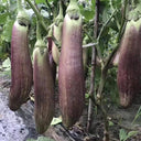 'Yu Zhusiqie 881' Hybrid Eggplant Seeds, 8g