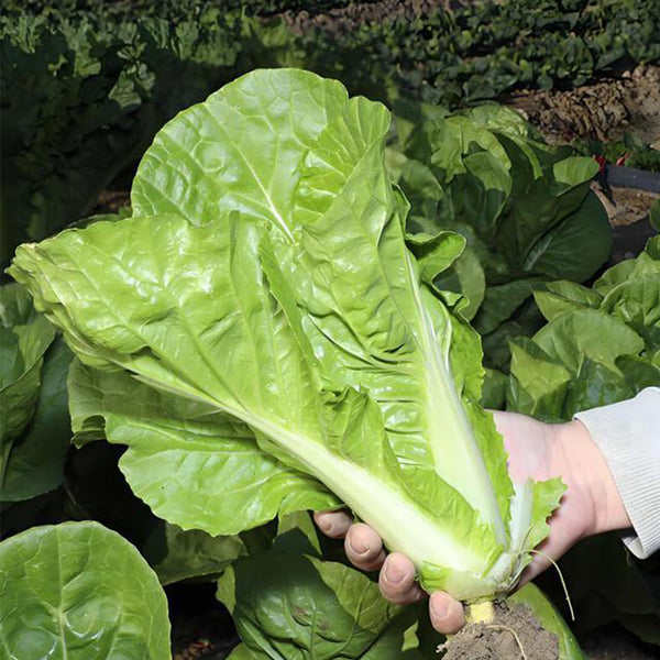 'Fushi' Fast-Growing Chinese Cabbage Seeds, 10g