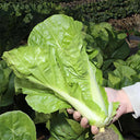 'Fushi' Fast-Growing Chinese Cabbage Seeds, 10g