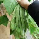 Huajun No.10 Snow Bean Seeds, 10g
