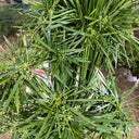 Umbrella Sedge, 500 Seeds
