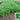 Small Leaf Fennel, 1000 Seeds