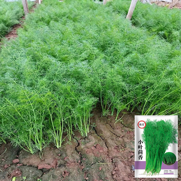 Small Leaf Fennel, 1000 Seeds