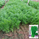 Small Leaf Fennel, 1000 Seeds