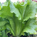 Italian Lettuce Seeds, 10g