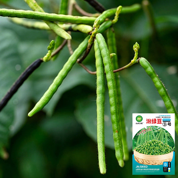 'Fenlüdou No.3' Mung Bean Seeds, 40 Grams ≈ 600 ~ 700 Seeds