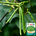 'Fenlüdou No.3' Mung Bean Seeds, 40 Grams ≈ 600 ~ 700 Seeds