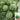 Xiumei Meidu Watermelon, 20 Seeds