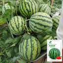 Xiumei Meidu Watermelon, 20 Seeds