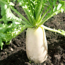 Jiujinyu White Radish Seeds, 10g