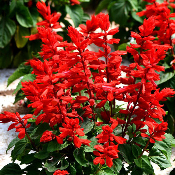 Hezhichun Scarlet Sage, 50 Seeds
