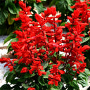 Hezhichun Scarlet Sage, 50 Seeds